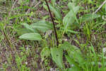 Groovestem Indian plantain